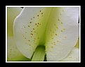 Picture Title - White Flower_001