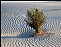 Picture Title - Yucca in White Sand