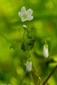 Picture Title - Wildflower 2