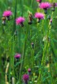 Picture Title - THISTLE