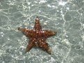 Picture Title - underwater starfish