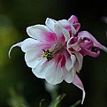 Picture Title - Lovely columbine