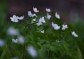 Picture Title - wild flowers