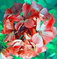 Picture Title - Geranium encore