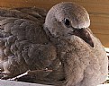 Picture Title - dove chick
