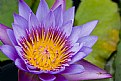 Picture Title - Water Lily at Sonyas Garden