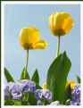 Picture Title - Yellow Tulips