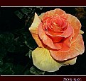 Picture Title - a rose for Ray....