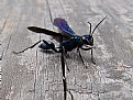 Picture Title - Black Wasp