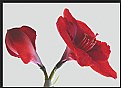 Picture Title - Red Flowers