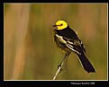 Picture Title - black&yellow