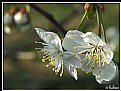 Picture Title - The blossom of cherry-tree