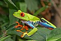 Picture Title - Red-eyed tree Frog