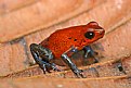 Picture Title - Strawberry poison-dart frog