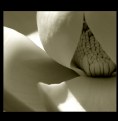 Picture Title - ...magnolia #2...