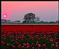 Picture Title - Tulips by sunset