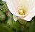 Funnel Flower