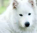 Picture Title - Samoyed I