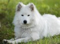 Picture Title - Samoyed II