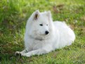 Picture Title - Samoyed III