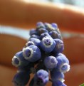 Picture Title - Grape Hyacinth perspective