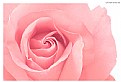 Picture Title - Soft Rose