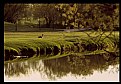 Picture Title - Guarding the Creek