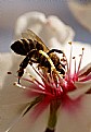 Picture Title - bee on flower