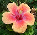 Picture Title - Indian Hibiscus