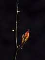 Picture Title - Thorn Bud