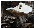 Picture Title - Odd mushroom