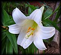 Picture Title - First Easter Lily - 2006