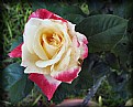 Picture Title - Double Delight Rose - 2006