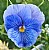 Blue Blood Pansy