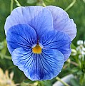 Picture Title - Blue Blood Pansy