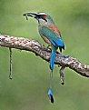 Picture Title - Motmot with Grasshopper