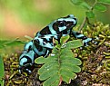 Picture Title - Green and Black Poison Dart Frog