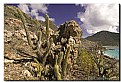 Picture Title - Cacti