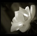 Picture Title - ...magnolia #3...