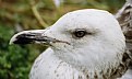 Picture Title - Mart&#305; -- Sea Gull (3)