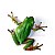Green Frog (1)