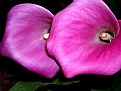 Picture Title - purple lilies