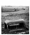 Picture Title - car grave in cattle field more