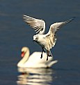 Picture Title - Gull with swan
