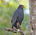 Picture Title - Black Common Hawk