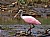 Roseate Spoonbill