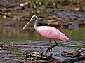 Picture Title - Roseate Spoonbill