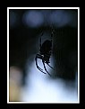 Picture Title - Spider on Web_001