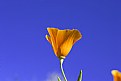 Picture Title - The California Poppy