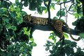 Picture Title - Panther on Tree